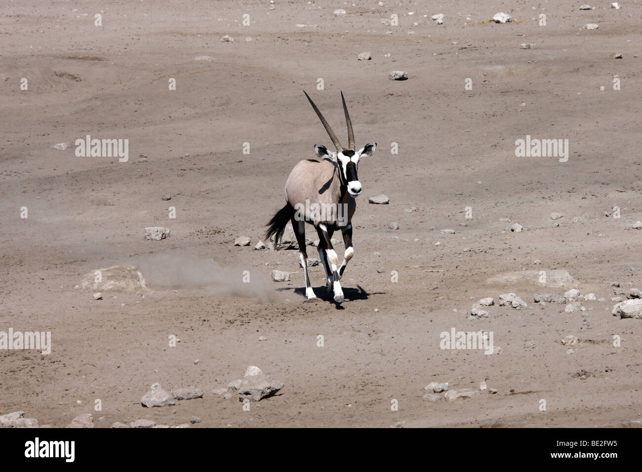 A Gemsbok (Oryx) in Etosha National Park in Namibia Stock Photo