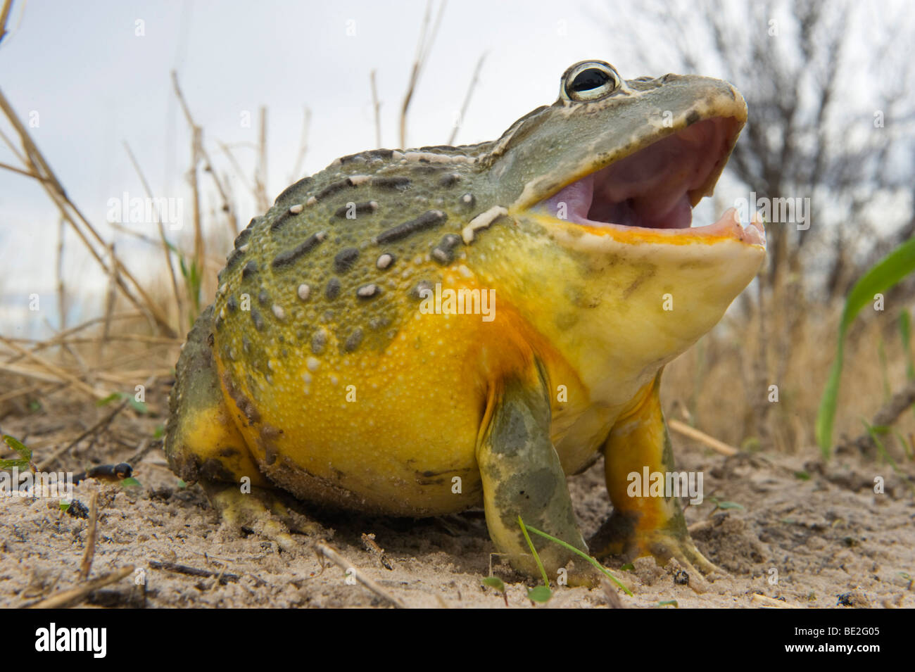 Southern bullfrog hi-res stock photography and images - Alamy