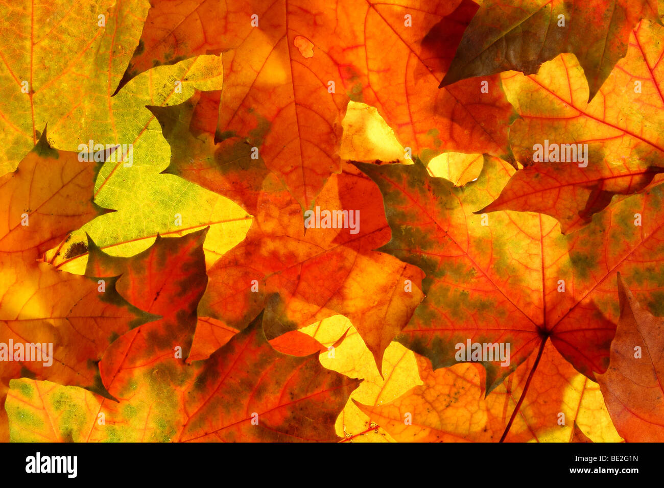 Colorful maple leaves autumn background Stock Photo