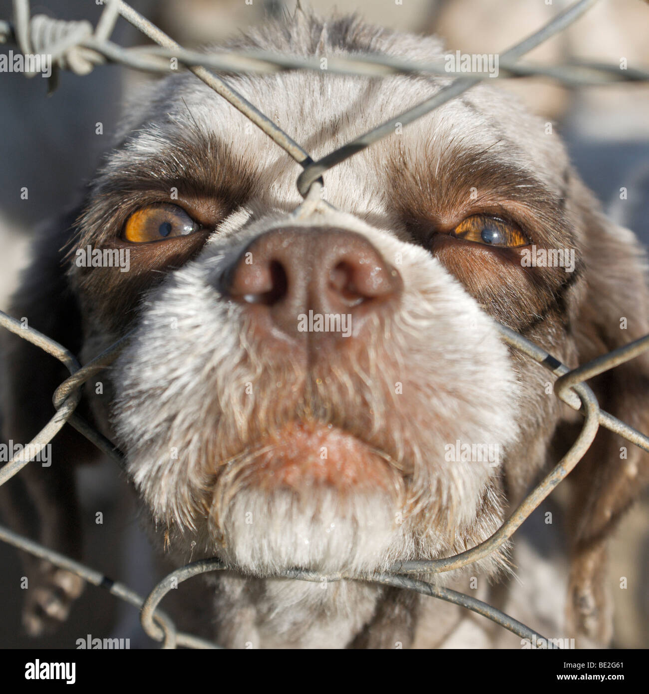 Caged puppy Stock Photo