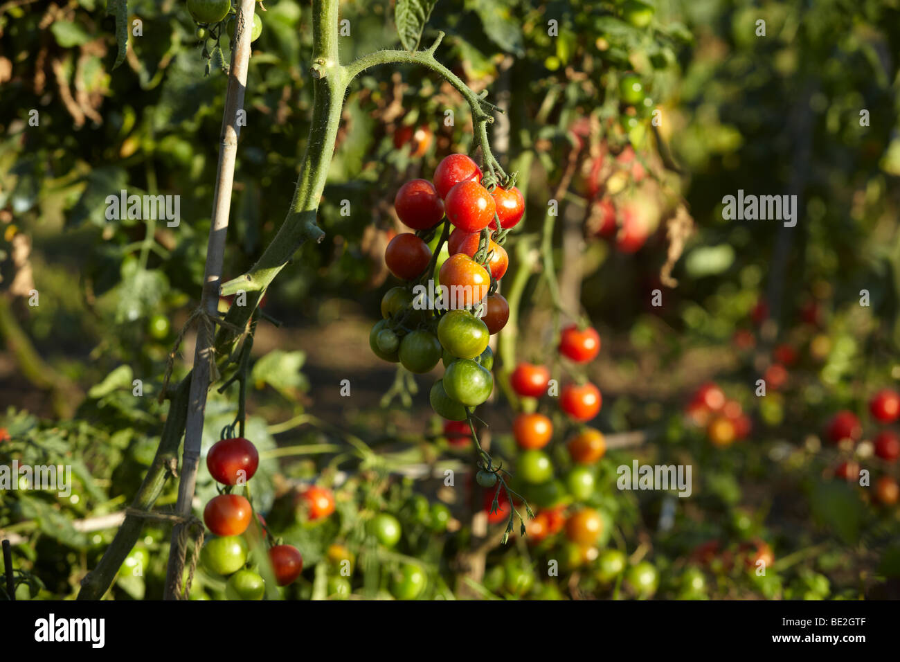 Tomatoes growing on the vine Stock Photo Alamy
