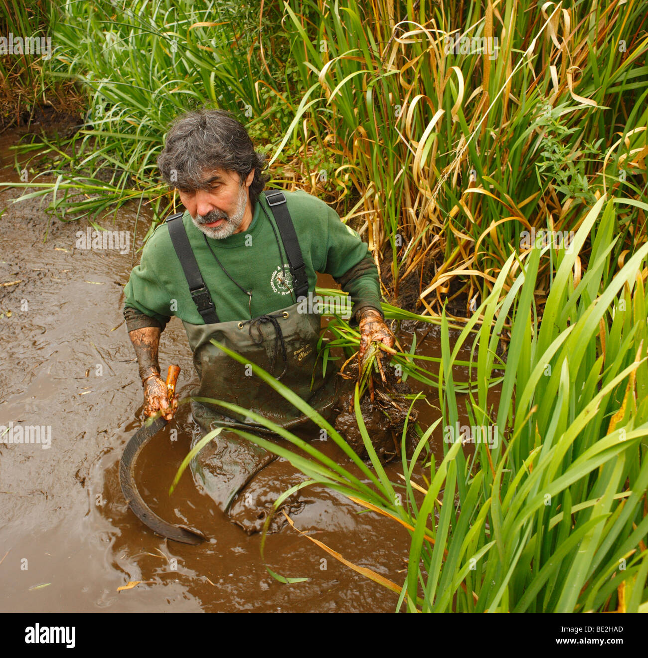 Man clearing a overgrown pond. High Elms Country Park, Bromley, London, Kent, England, UK. Stock Photo
