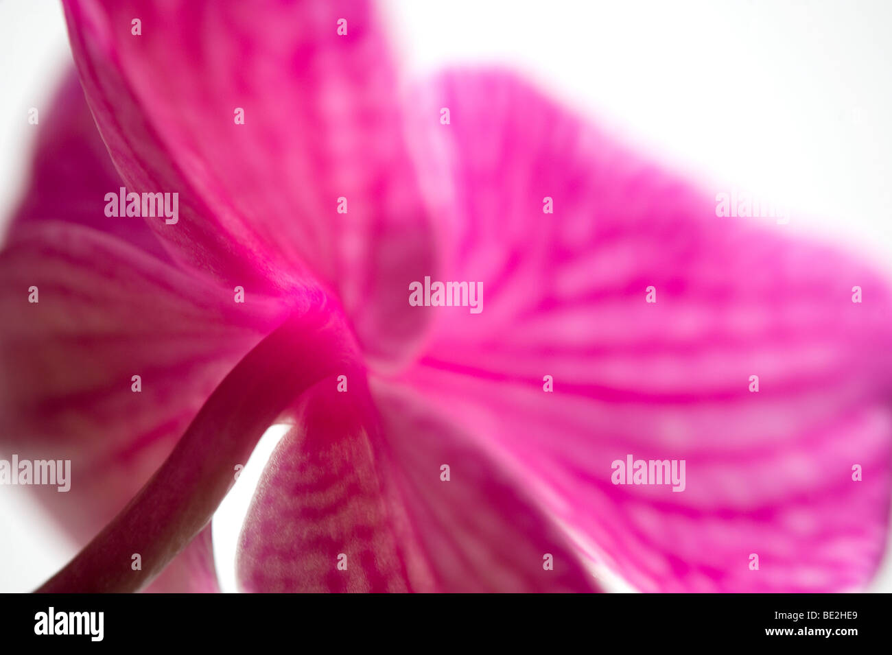 pink butterfly orchid flower Stock Photo