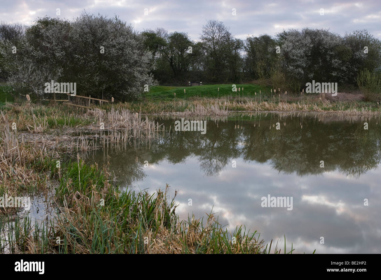 Pond Reflections, Foxton, Leicestershire, England, UK Stock Photo