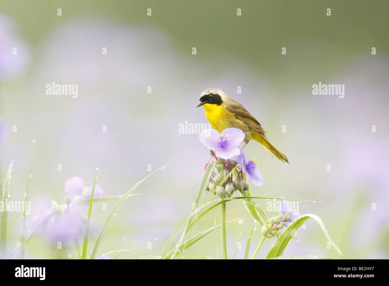 Common Yellowthroat Perched in Spiderwort Flowers Stock Photo