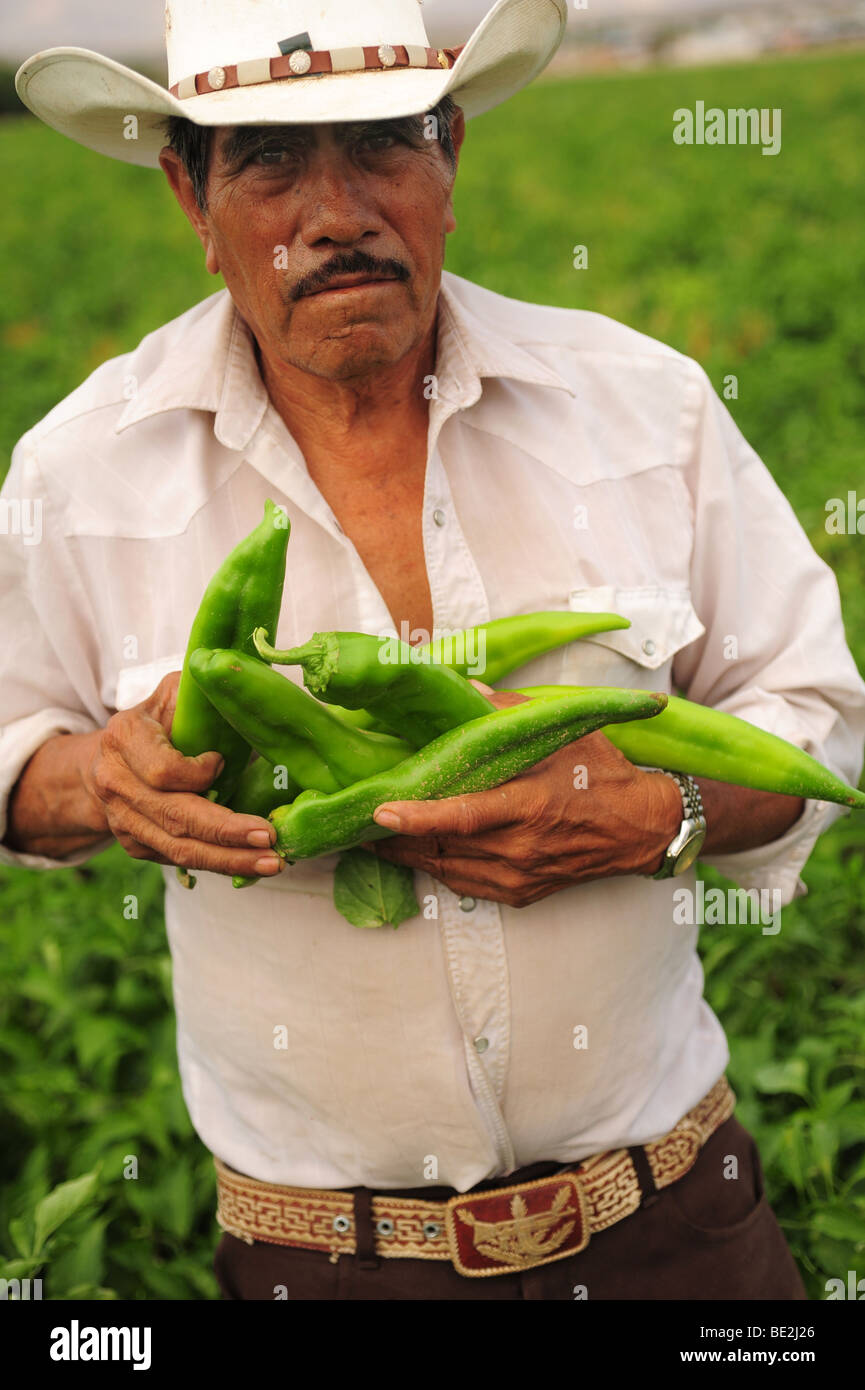 USA Hatch, New Mexico Hispanic immigrant works in a field picking