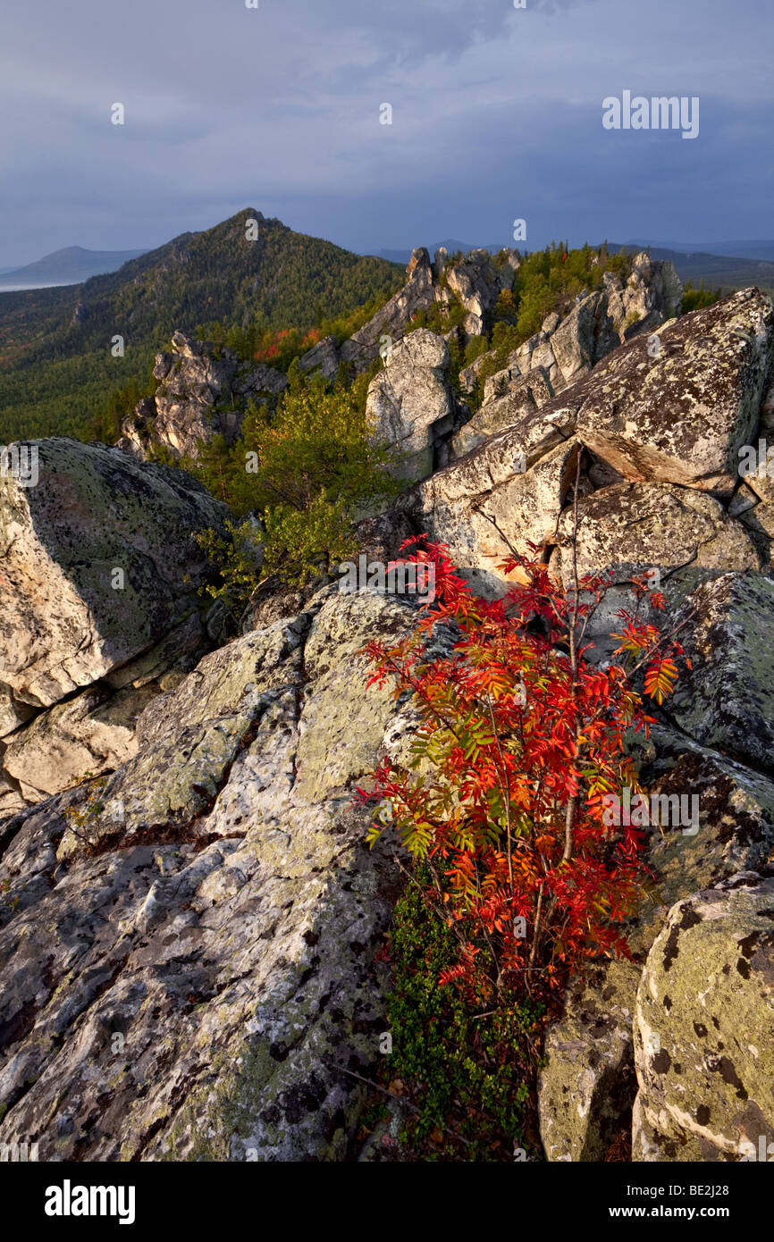 Rowan-tree on the mountain ridge Inzerskie Zubchatki Stock Photo