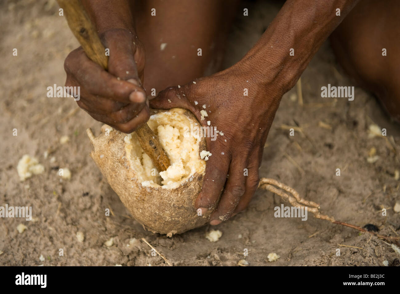 Naro bushman (San) crushing a milkplant root (Raphionacme burkei) for water, Central Kalahari, Botswana Stock Photo