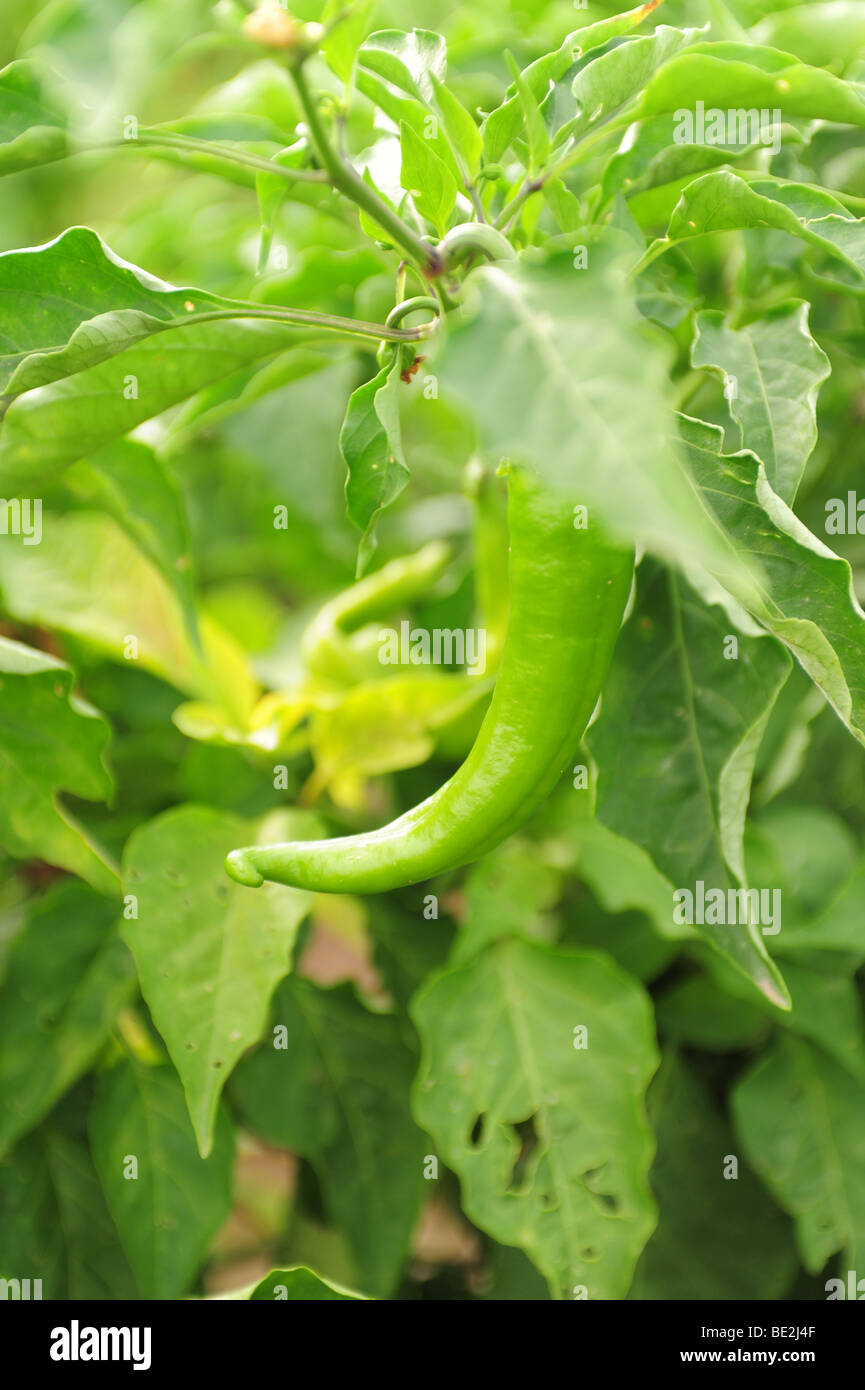 USA Hatch, New Mexicofields of chili peppers at harvest time Big Jim
