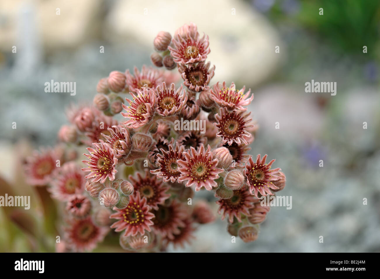 Common house leek (Sempervivum tectorum) flower on evergreen succulent plant Stock Photo