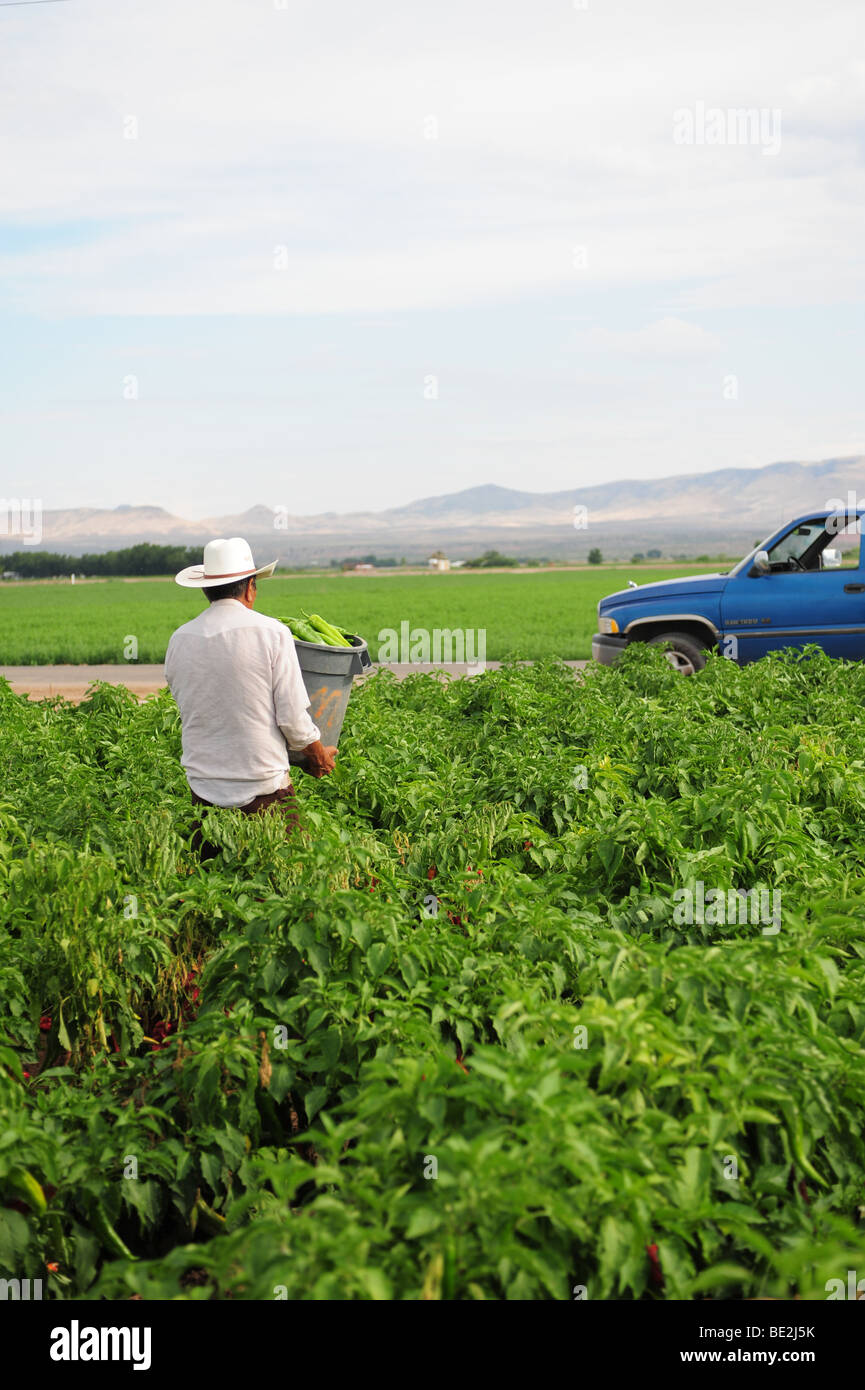 USA Hatch, New MexicoHispanic immigrant works in a field picking