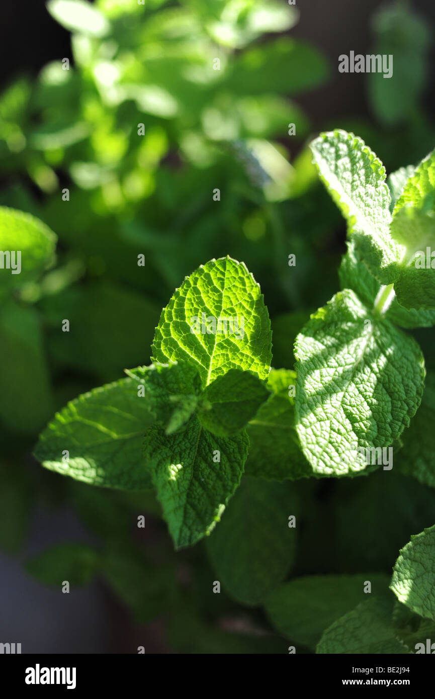 Mint plant Stock Photo