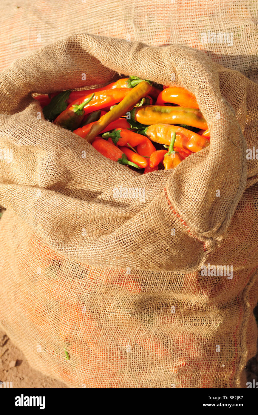 USA Hatch, New Mexicofields of chili peppers at harvest timea bag of