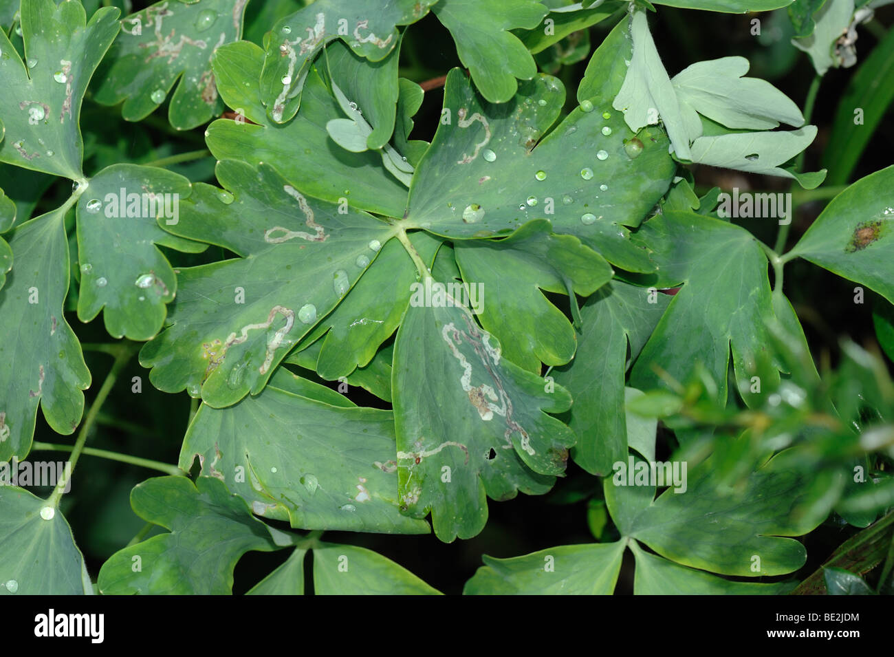 Leaf mines of leafminer (Phytomyza minuscula) in Aquilegia vulgaris leaves Stock Photo