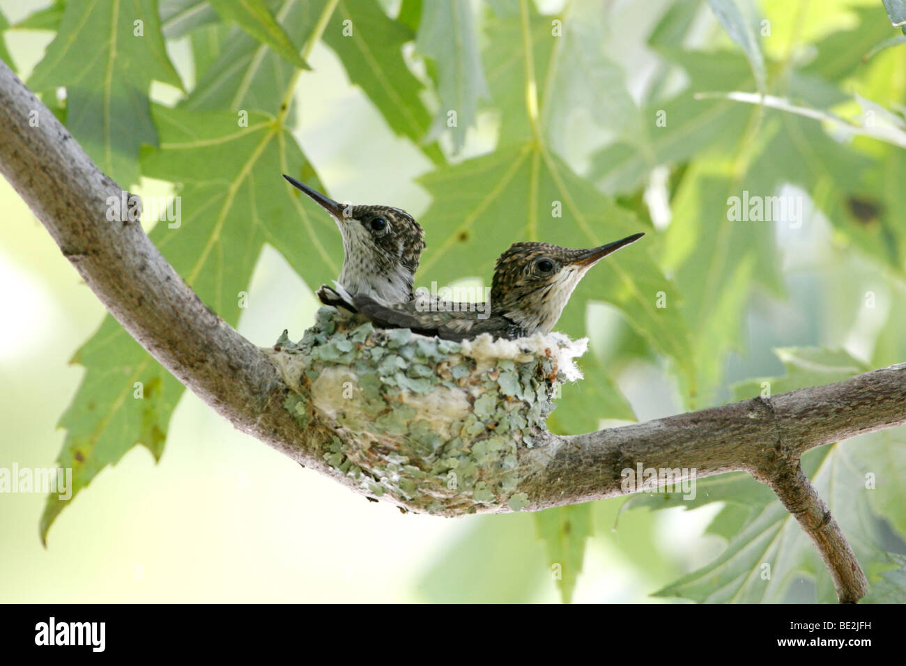 Ruby Throated Hummingbird Nest