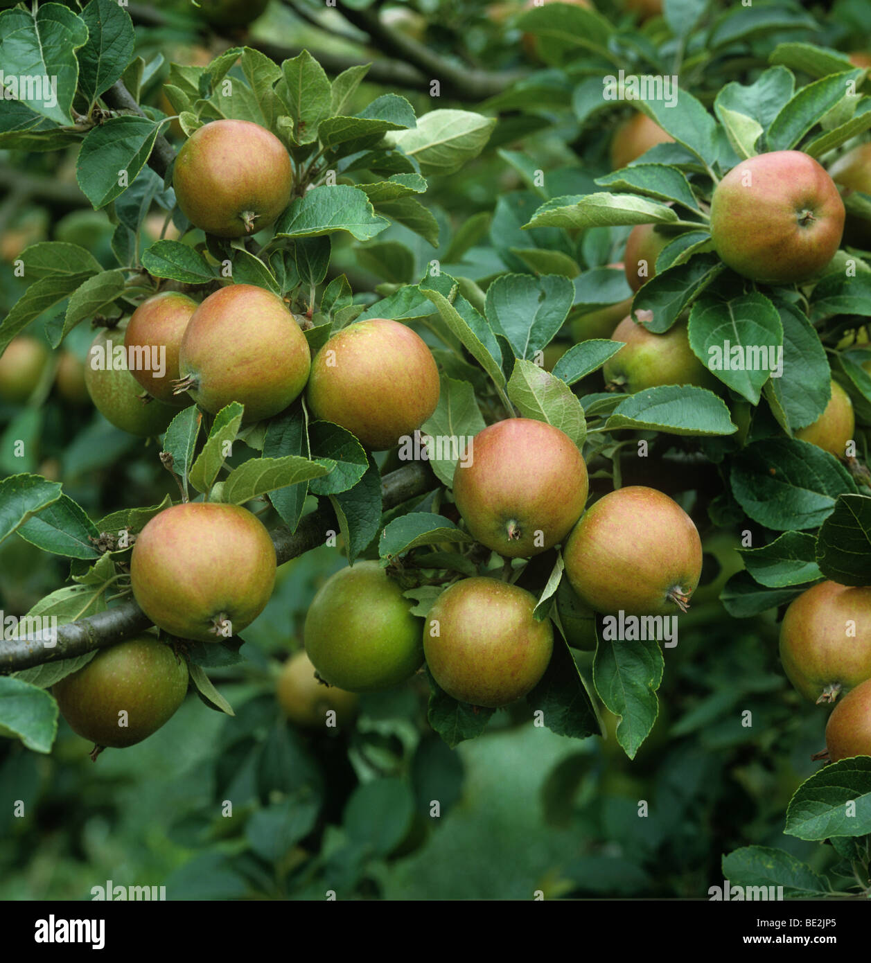Mature coxs orange pippin apple fruit on the tree Stock Photo