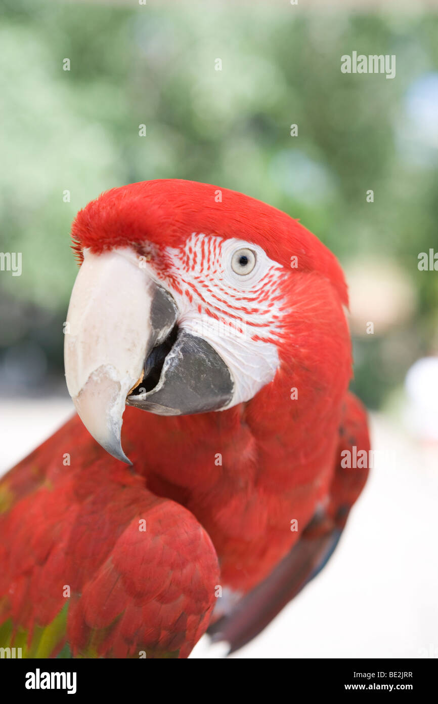 closeup of large macaw parrot looking at camera Stock Photo