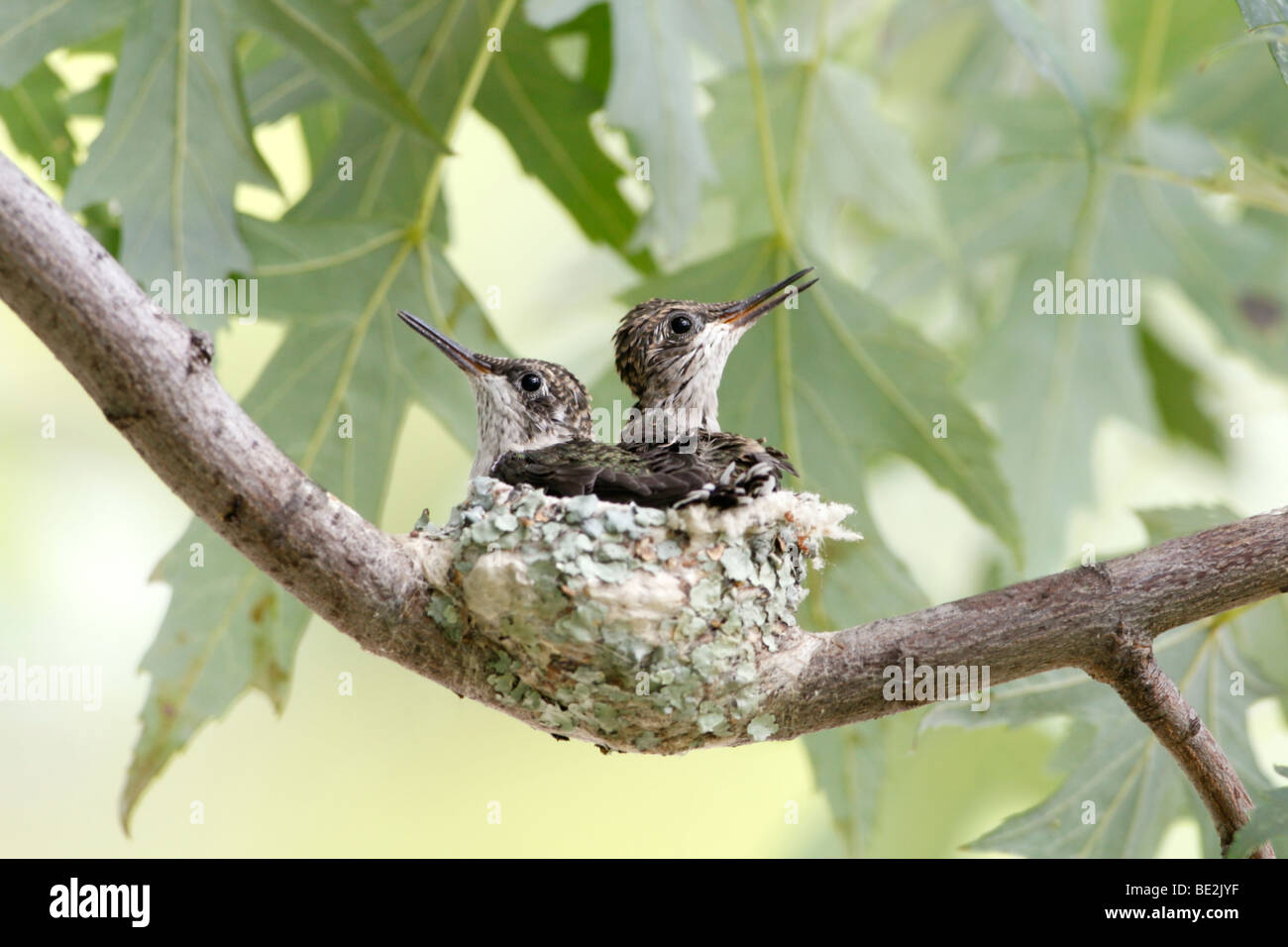 Ruby throated Hummingbird Nest with Nestlings Stock Photo - Alamy