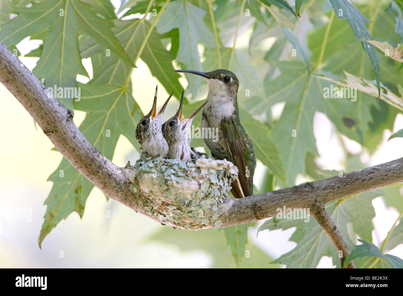 Ruby Throated Hummingbird Nest