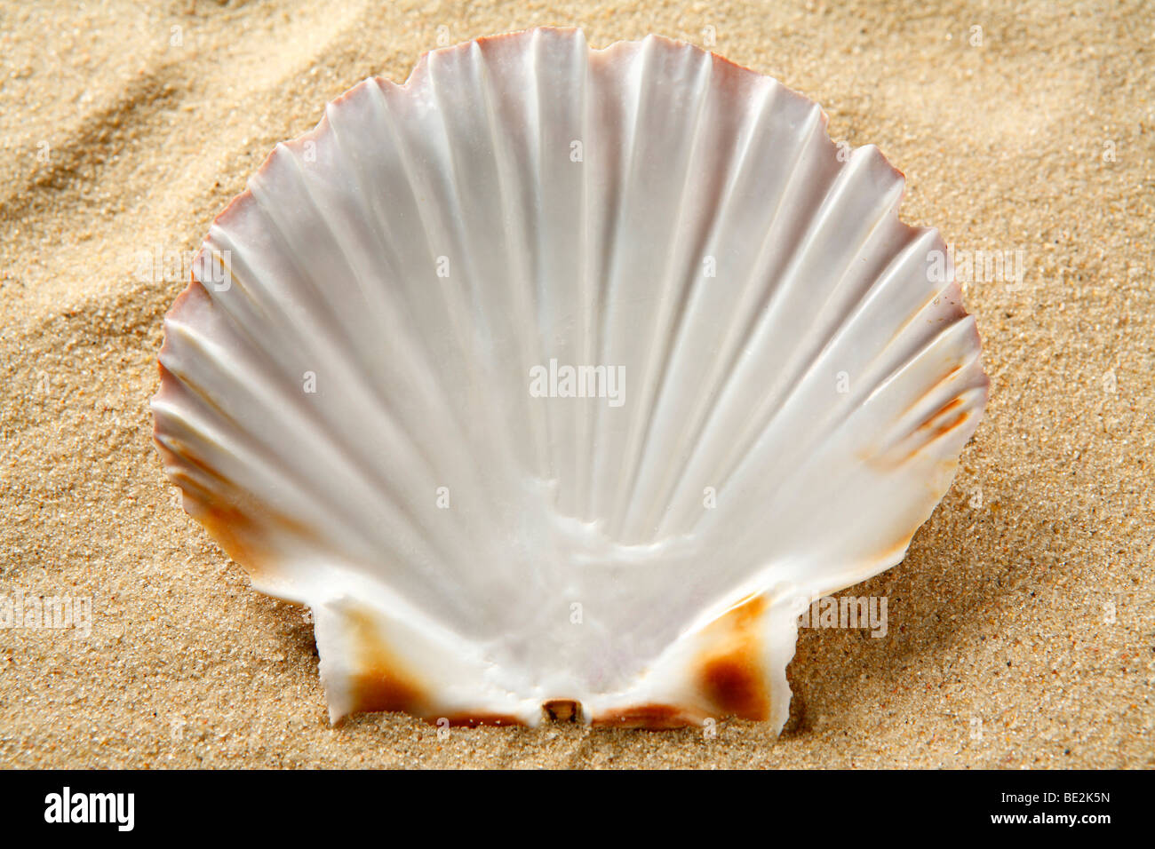 King Scallop (Pecten maximus), shell Stock Photo