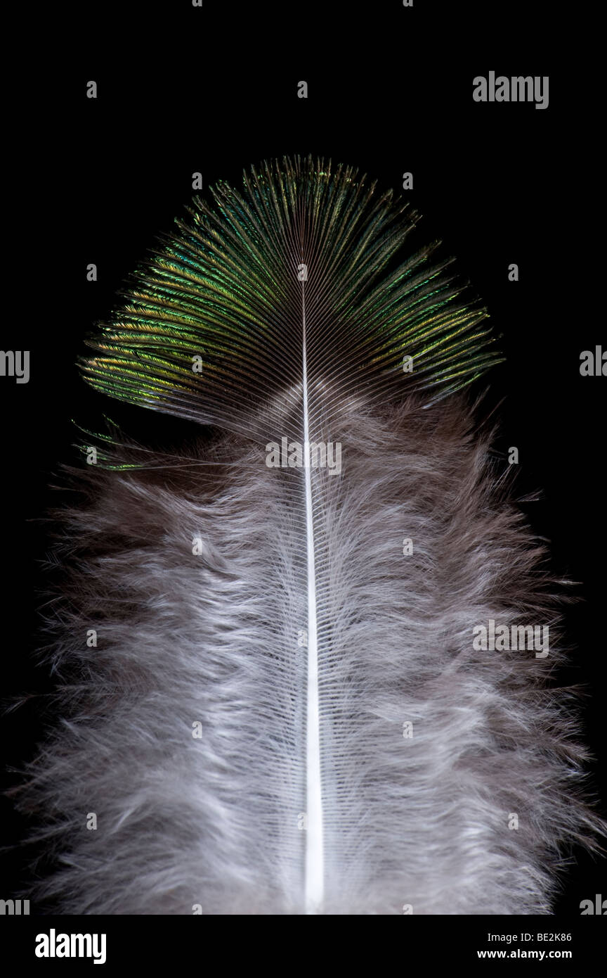 Peacock feather. 11/09/2009. Sportinpictures/Garry Bowden Stock Photo