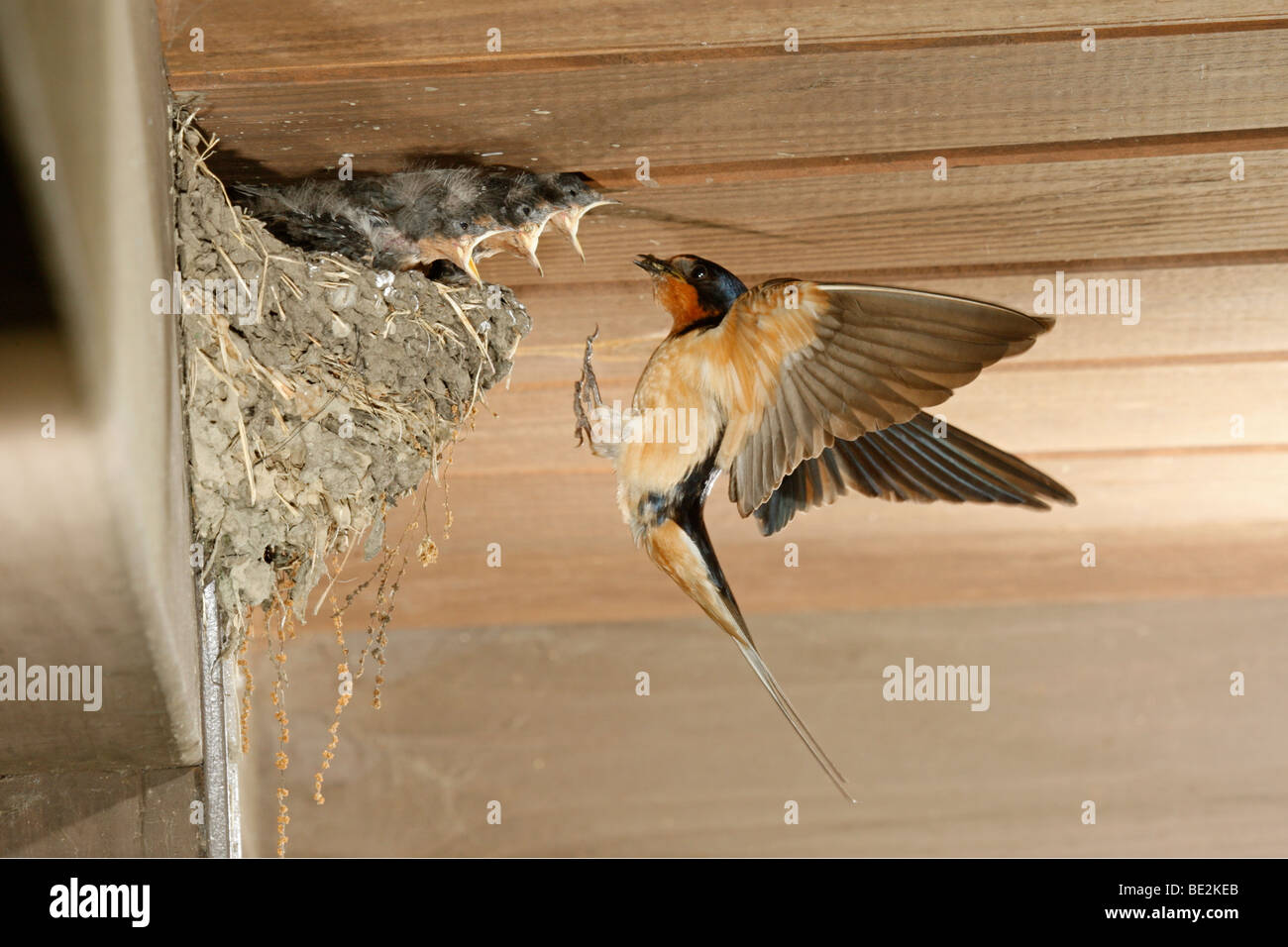 Barn Swallow at Nest Stock Photo Alamy