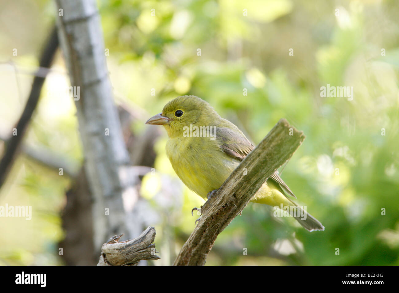 Female Scarlet Tanager Stock Photo - Alamy