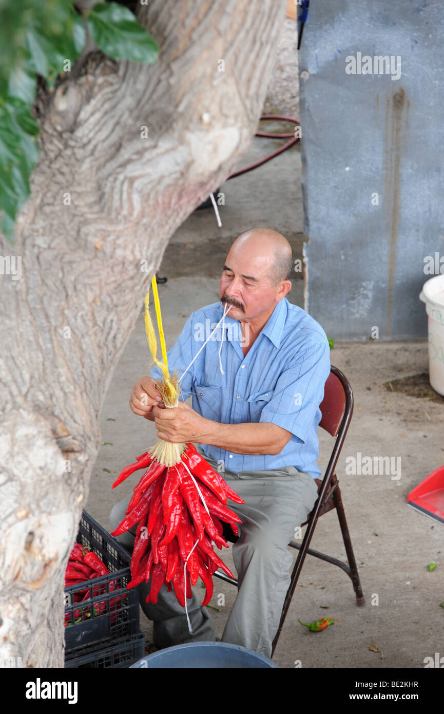 USA Hatch New Mexico- Chile Festival-A man in making a ristra of chiles ...