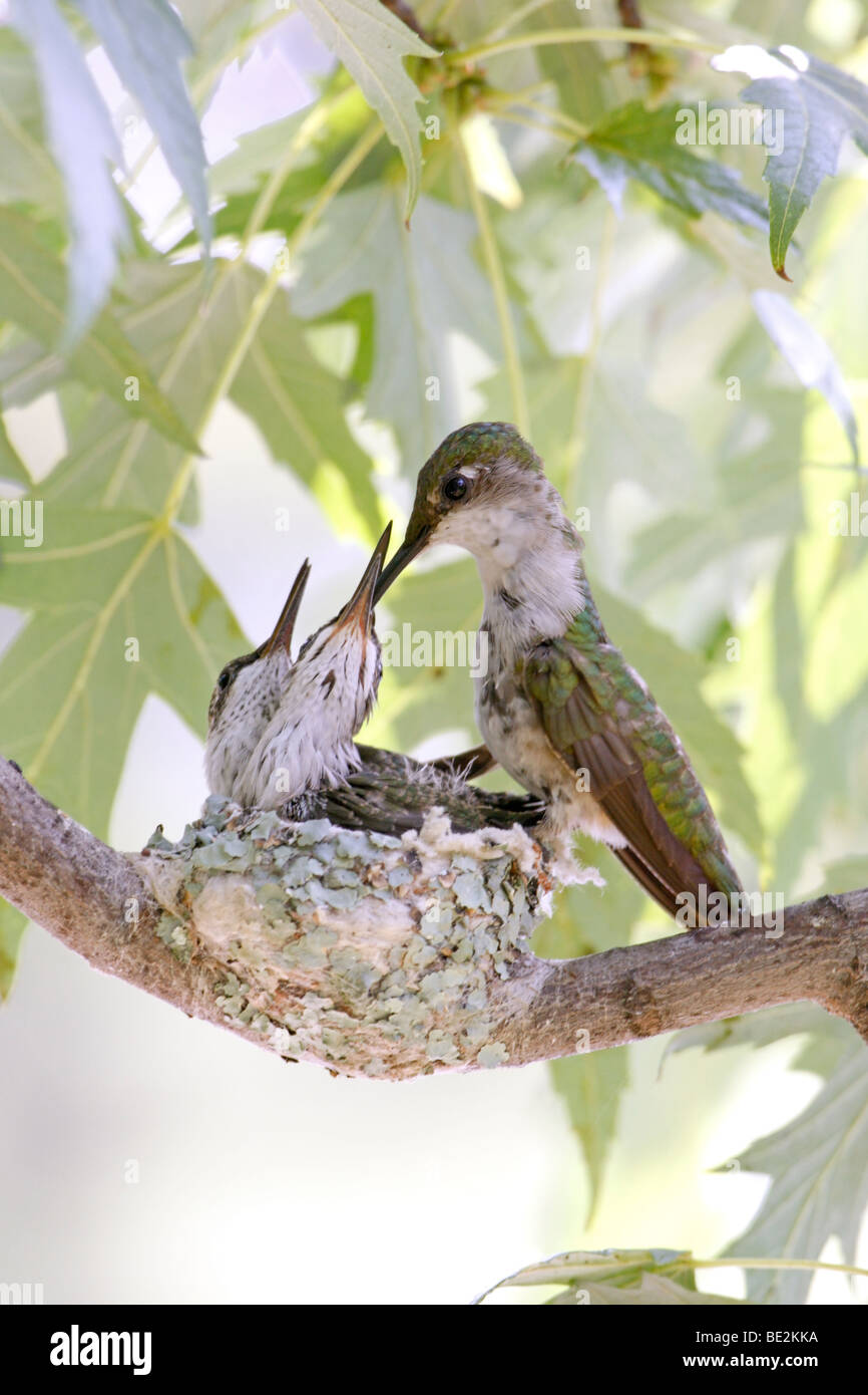 Ruby throated Hummingbird Nest with Female feeding Nestlings - Vertical ...