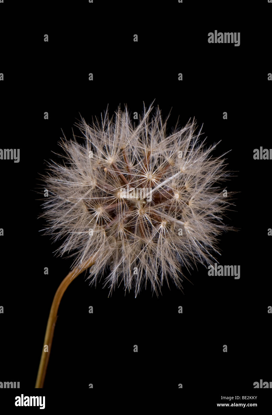 dandelion head. 11/09/2009. Credit Garry Bowden Stock Photo