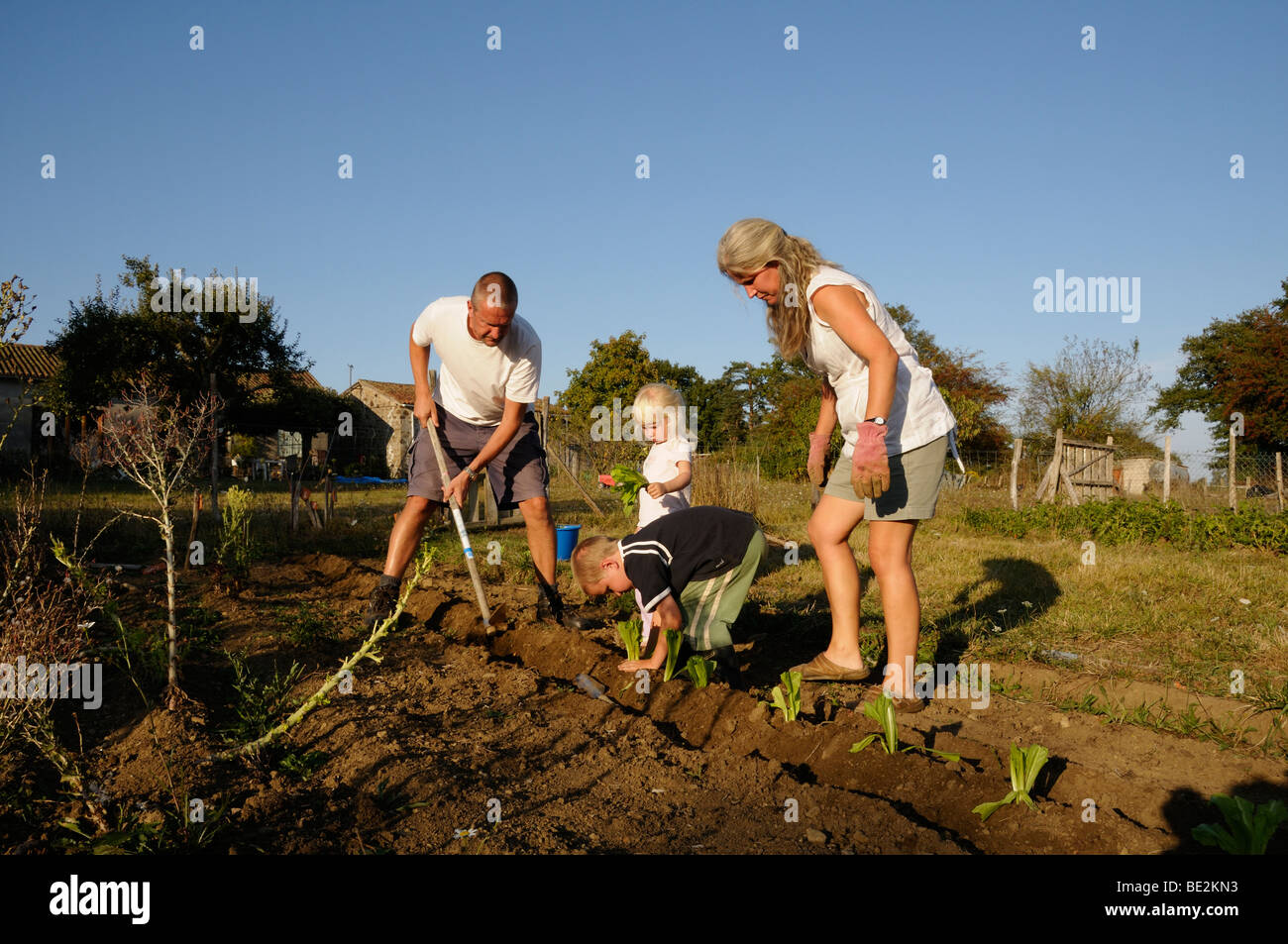 Stock photo of a family working together in the garden planting lettuce. Stock Photo