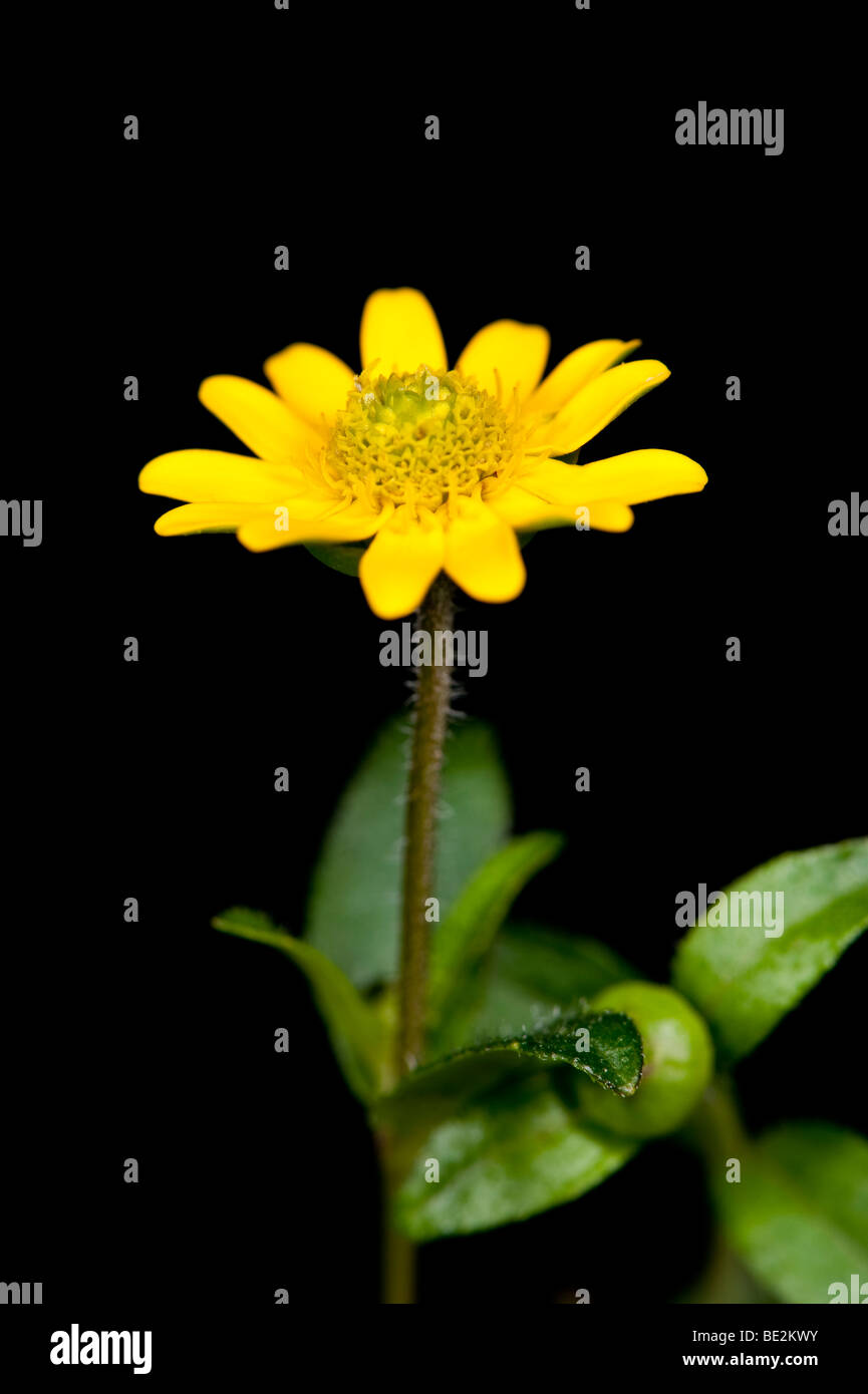 Sanvitallia 'Little Sun' an ideal plant for a hanging basket or tub