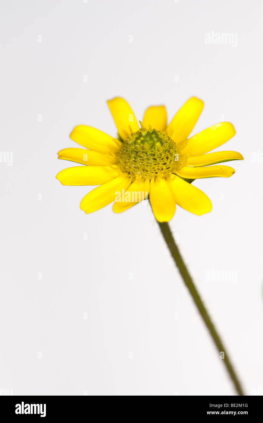 Sanvitallia 'Little Sun' an ideal plant for a hanging basket or tub