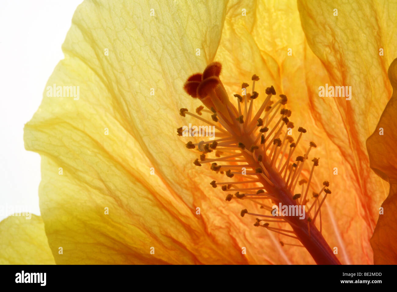 Backlit photo of a flower with great petal and parts details. Stock Photo