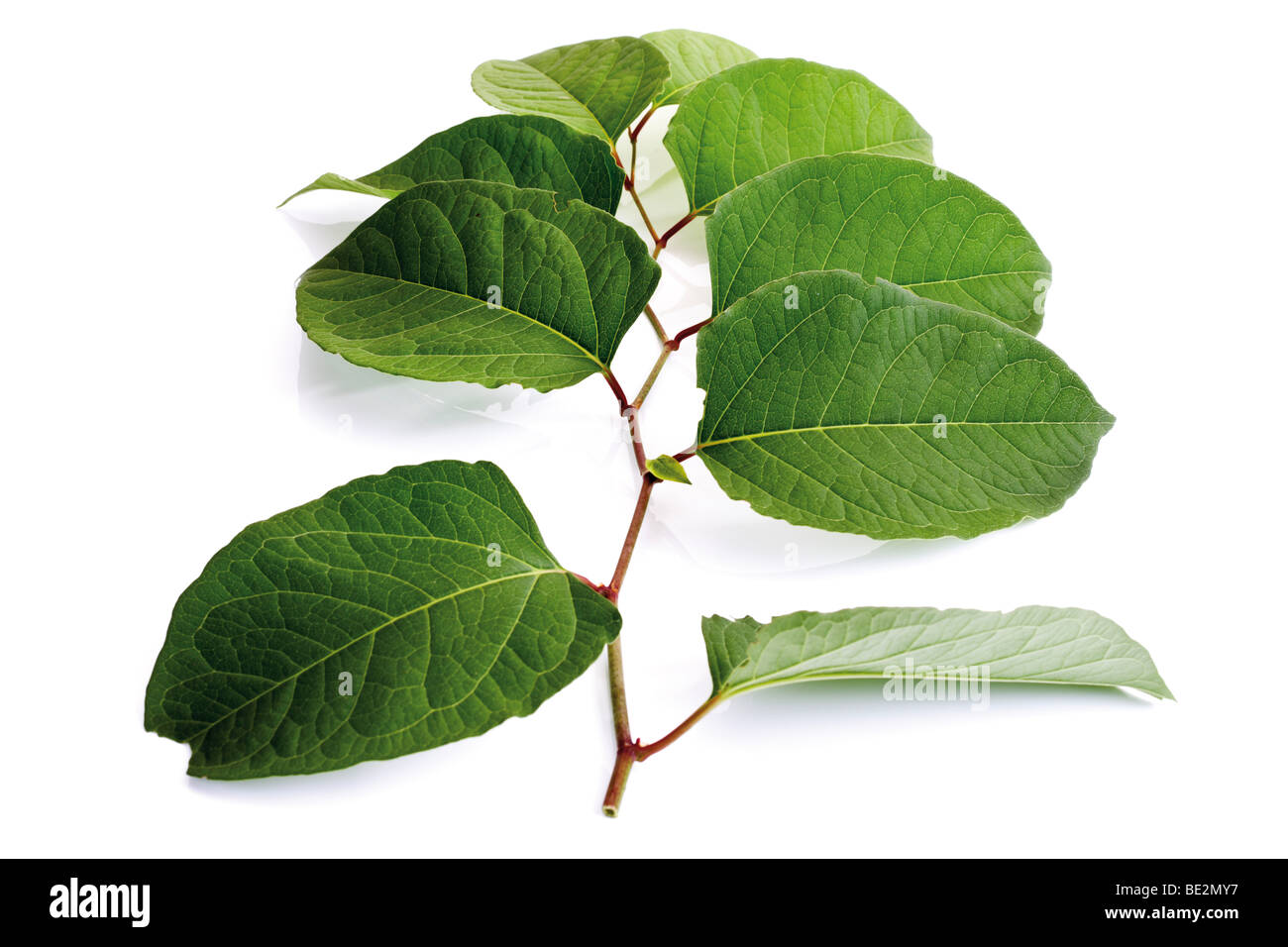 Fallopia japonica hi-res stock photography and images - Alamy