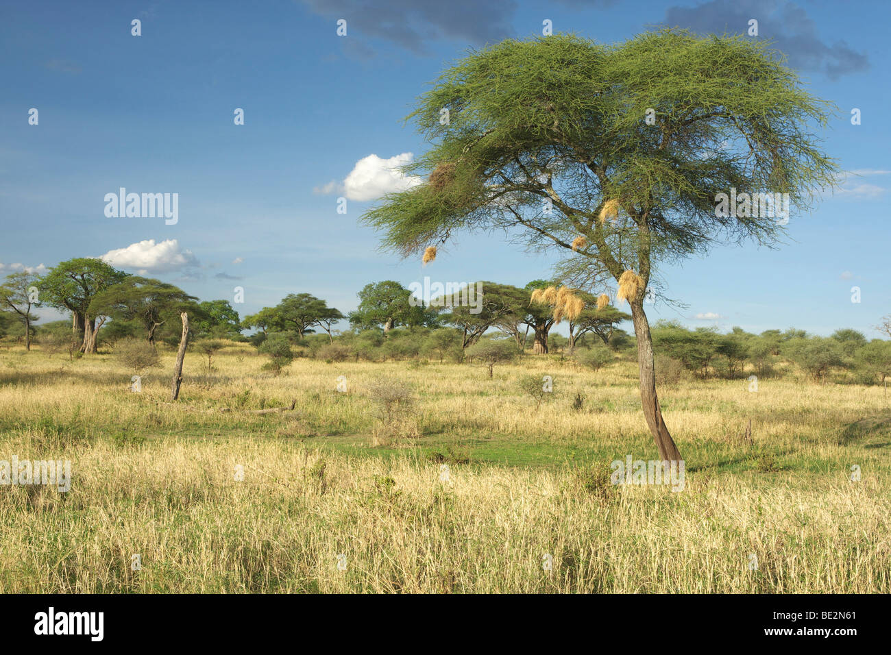 Umbrella Thorn Acacia (Acacia tortilis) in Tarangire National Park, Tanzania, Africa Stock Photo