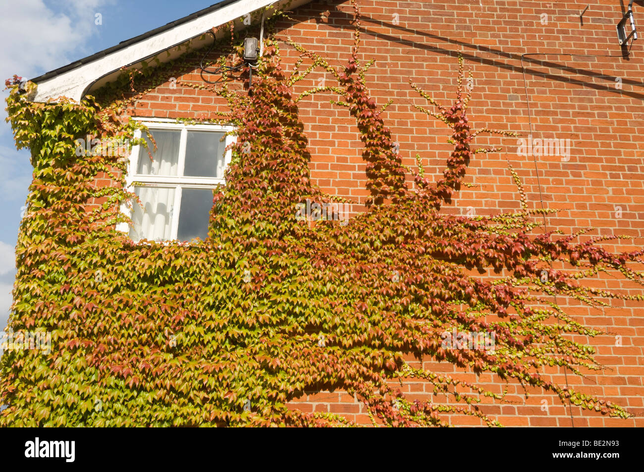 Ivy-clad Red brick house Lavenham Suffolk UK Stock Photo