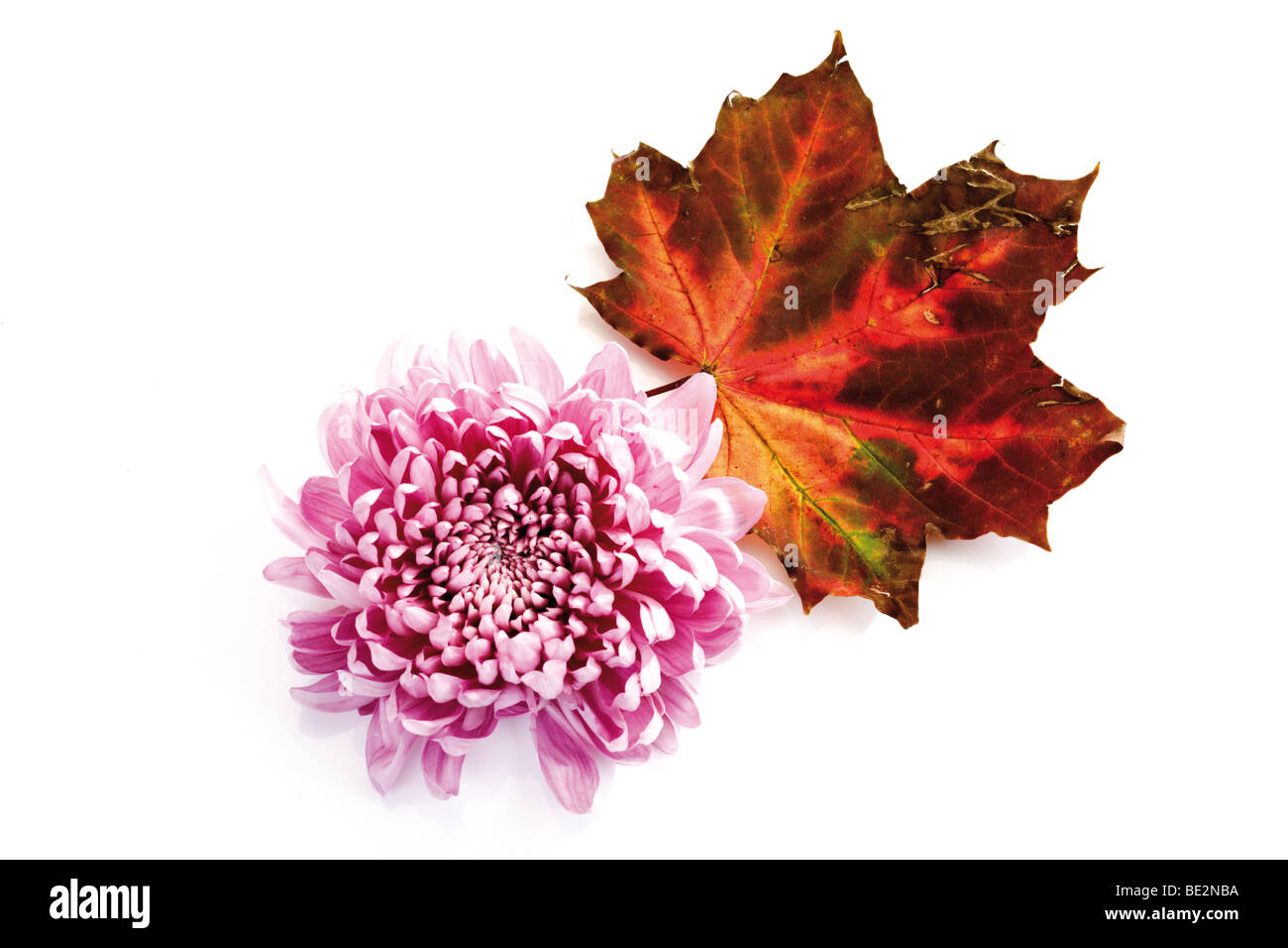 Autumn foliage, maple leaf and chrysanthemum (Chrysanthemum) Stock Photo