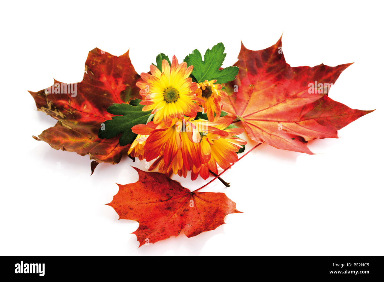 Autumn foliage, maple leaves and chrysanthemums (Chrysanthemum) Stock Photo