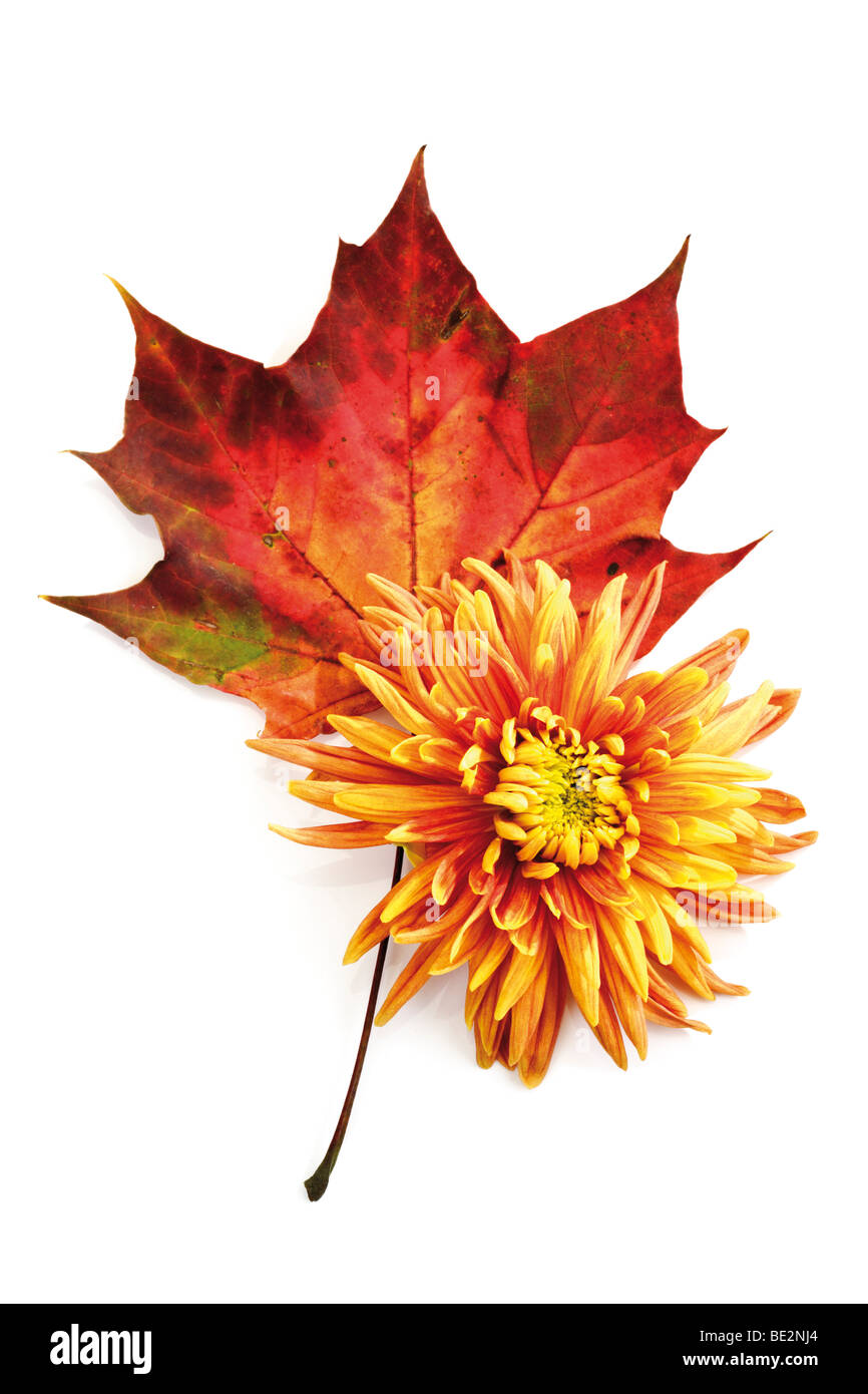 Autumn foliage, maple leaf and chrysanthemum (Chrysanthemum) Stock Photo