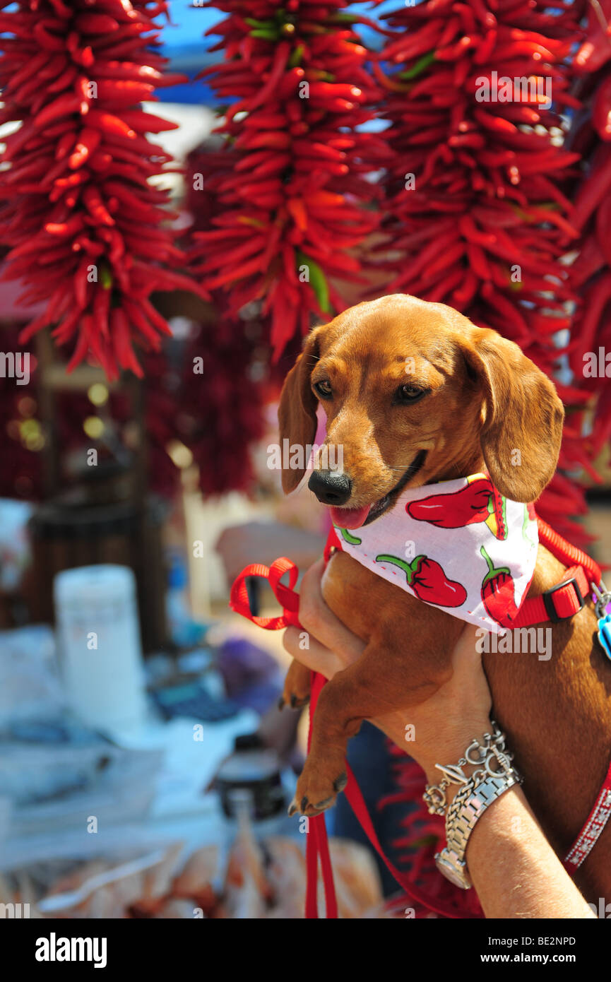 USA Hatch New Mexico Chile Festival a chihuahua dog with a chile
