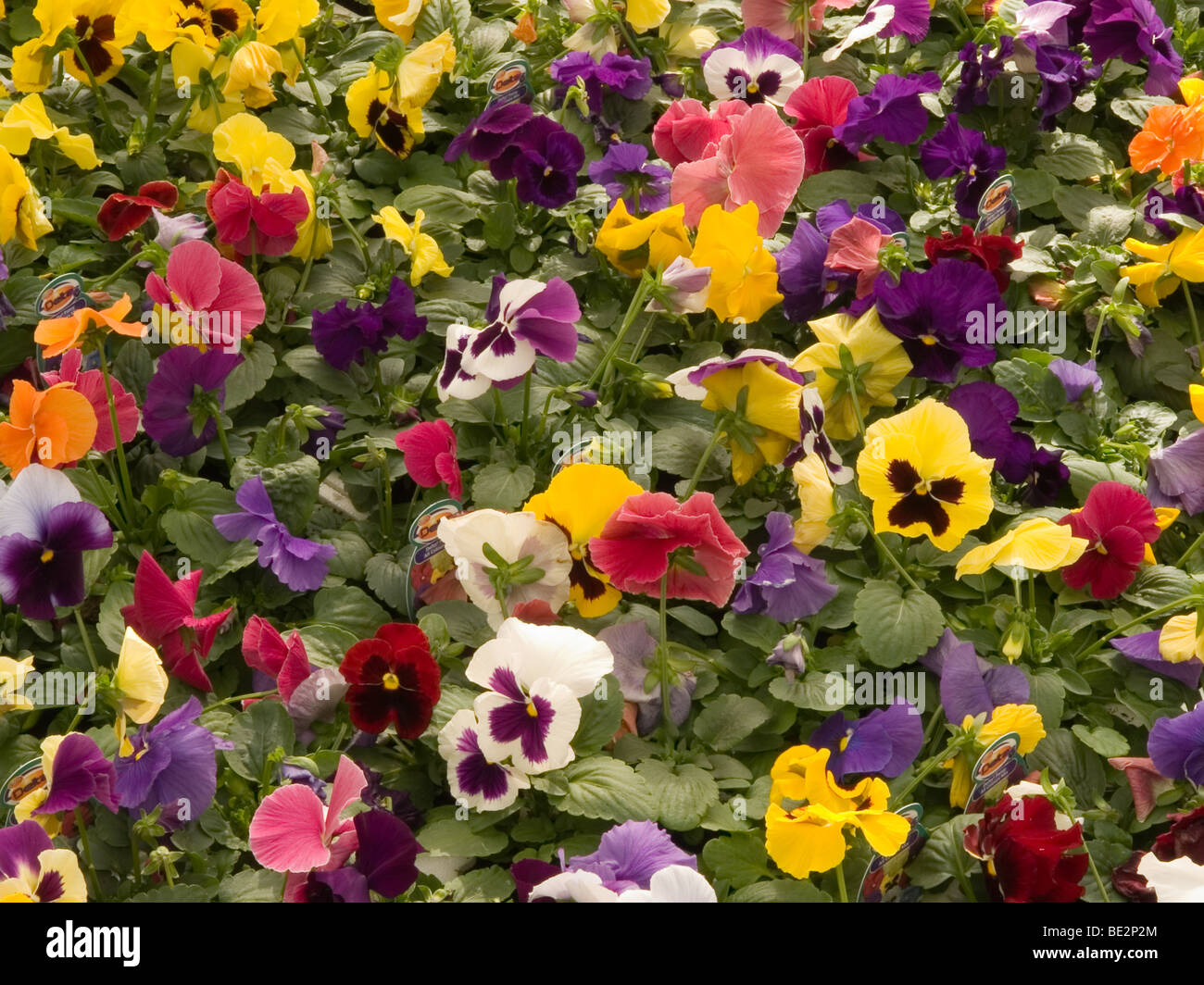 pansies variegated colours Stock Photo