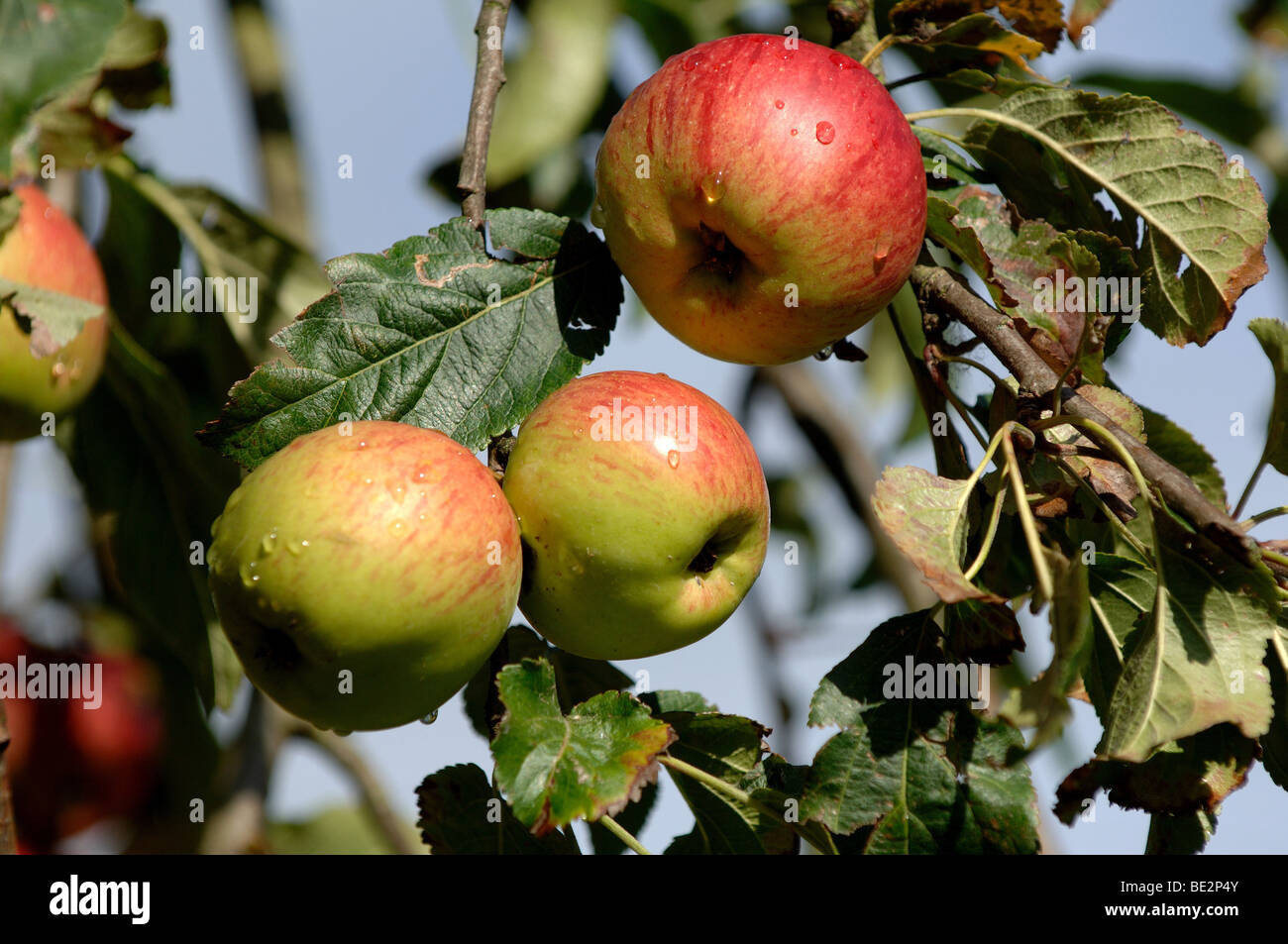 Cox apple orchard uk hi-res stock photography and images - Alamy