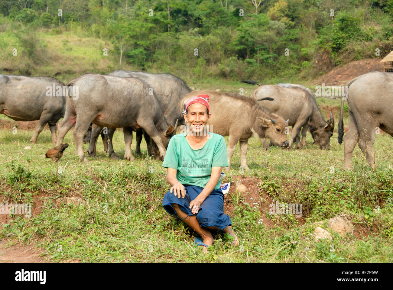 Ethnology, ethnicity, woman of the Phunoi ethnic group sitting in the grass, water buffaloes (Bubalus arnee) behind, Phongsali  Stock Photo