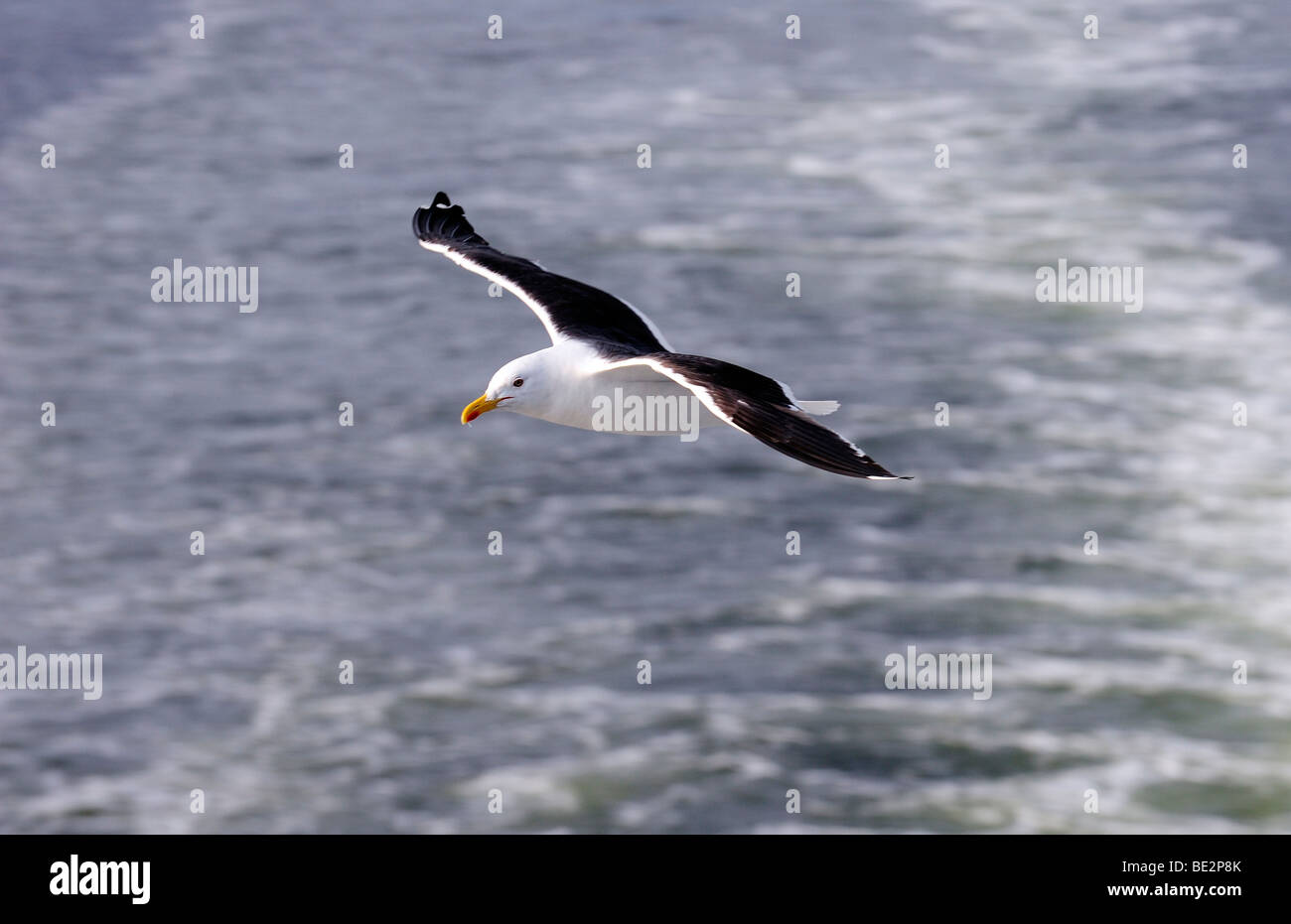 Lesser Black-backed Gull (Larus fuscus) flying Stock Photo
