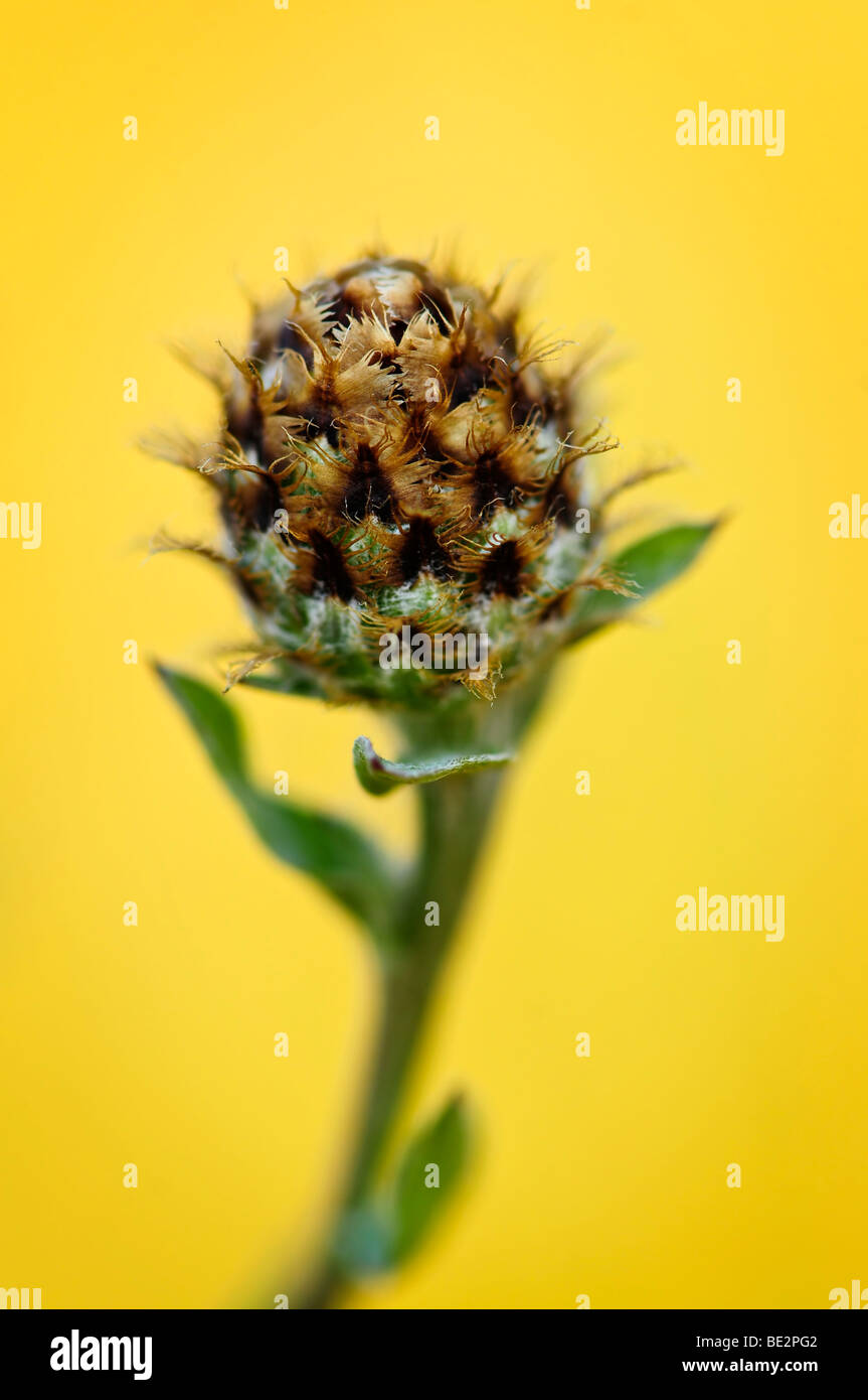 Close up view of purple knapweed plant Stock Photo - Alamy