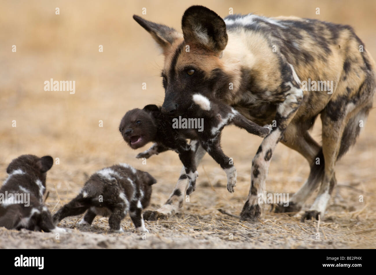 Wild Dog Carrying A Pup To The Den Lycaon Pictus Central Kalahari Botswana Stock Photo Alamy