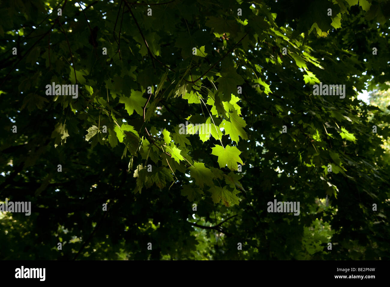 leaves Stock Photo