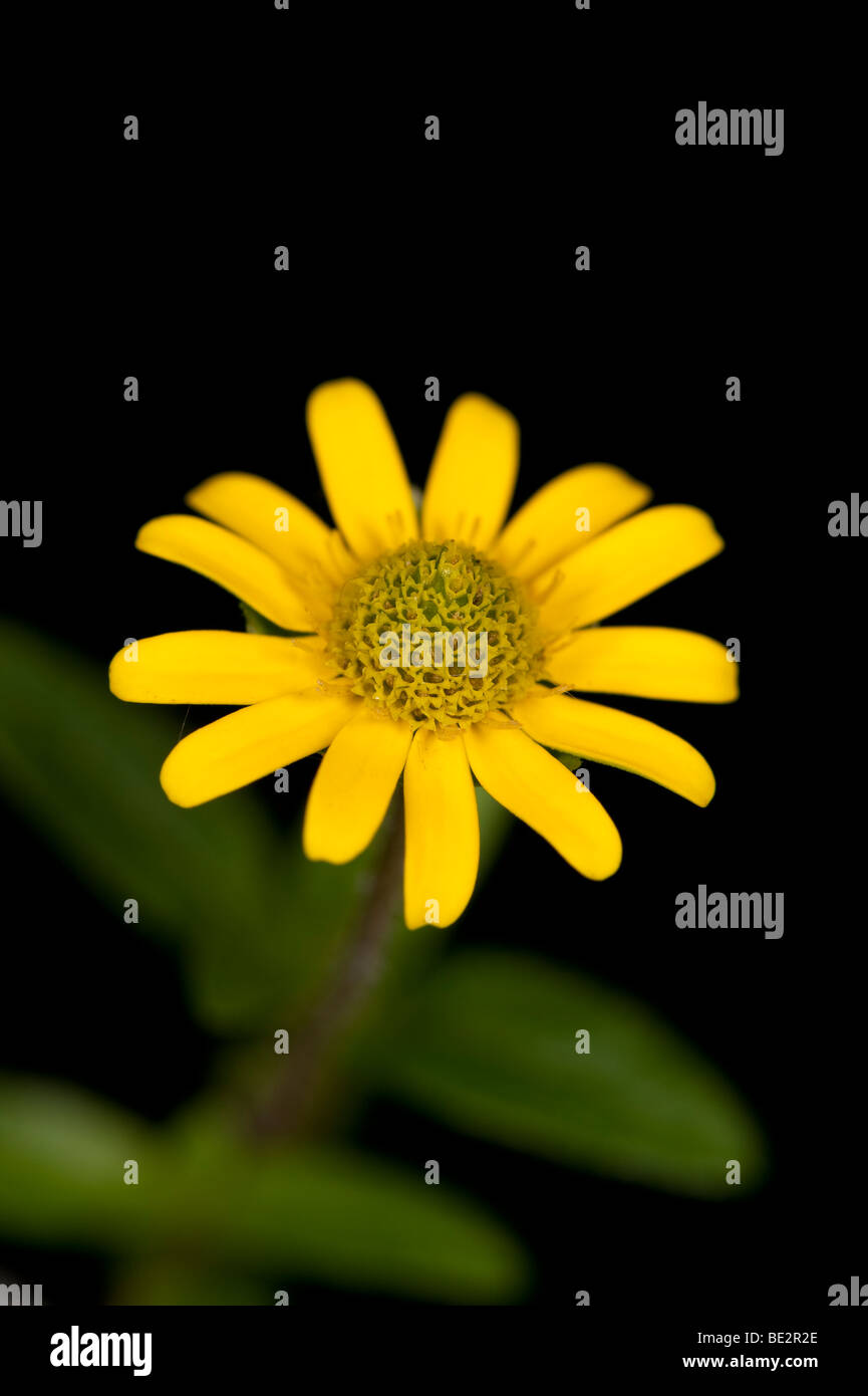 Sanvitallia 'Little Sun' an ideal plant for a hanging basket or tub