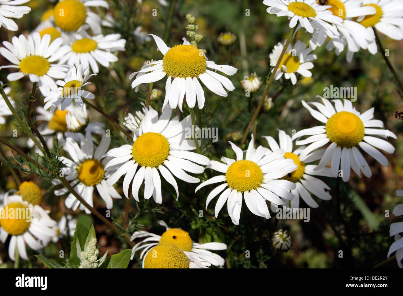Chamomile flowers Anthemis nobilis Stock Photo